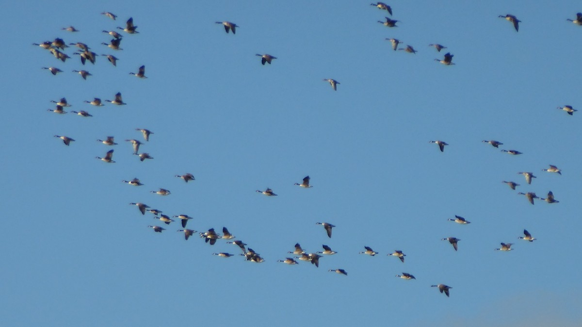 Canada Goose - ML630952494