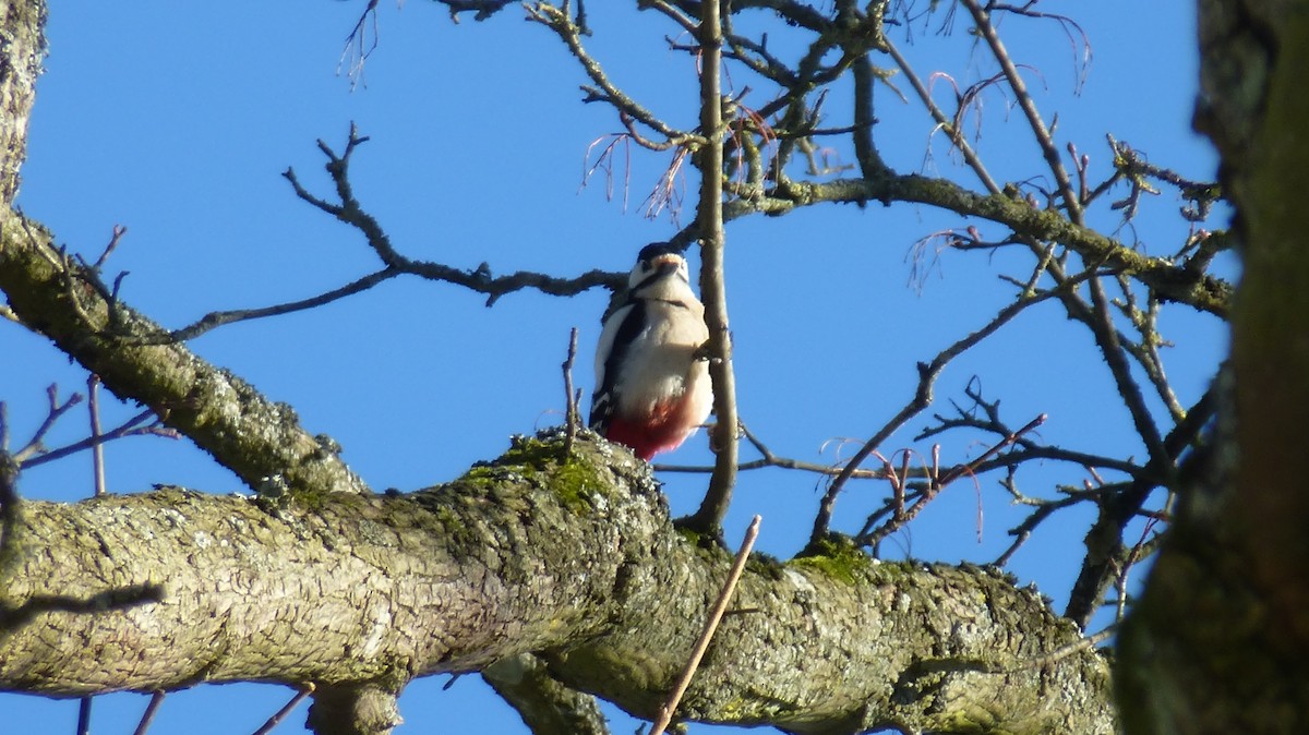 Great Spotted Woodpecker - ML630952546