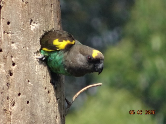 Meyer's Parrot - ML630952547