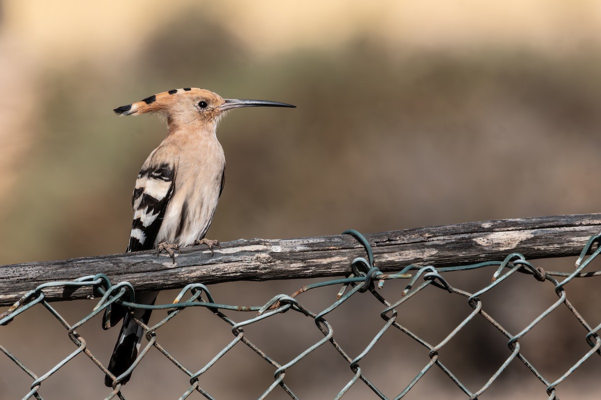 Common Hoopoe - ML630952748