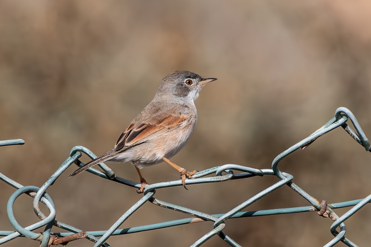Spectacled Warbler - ML630952753