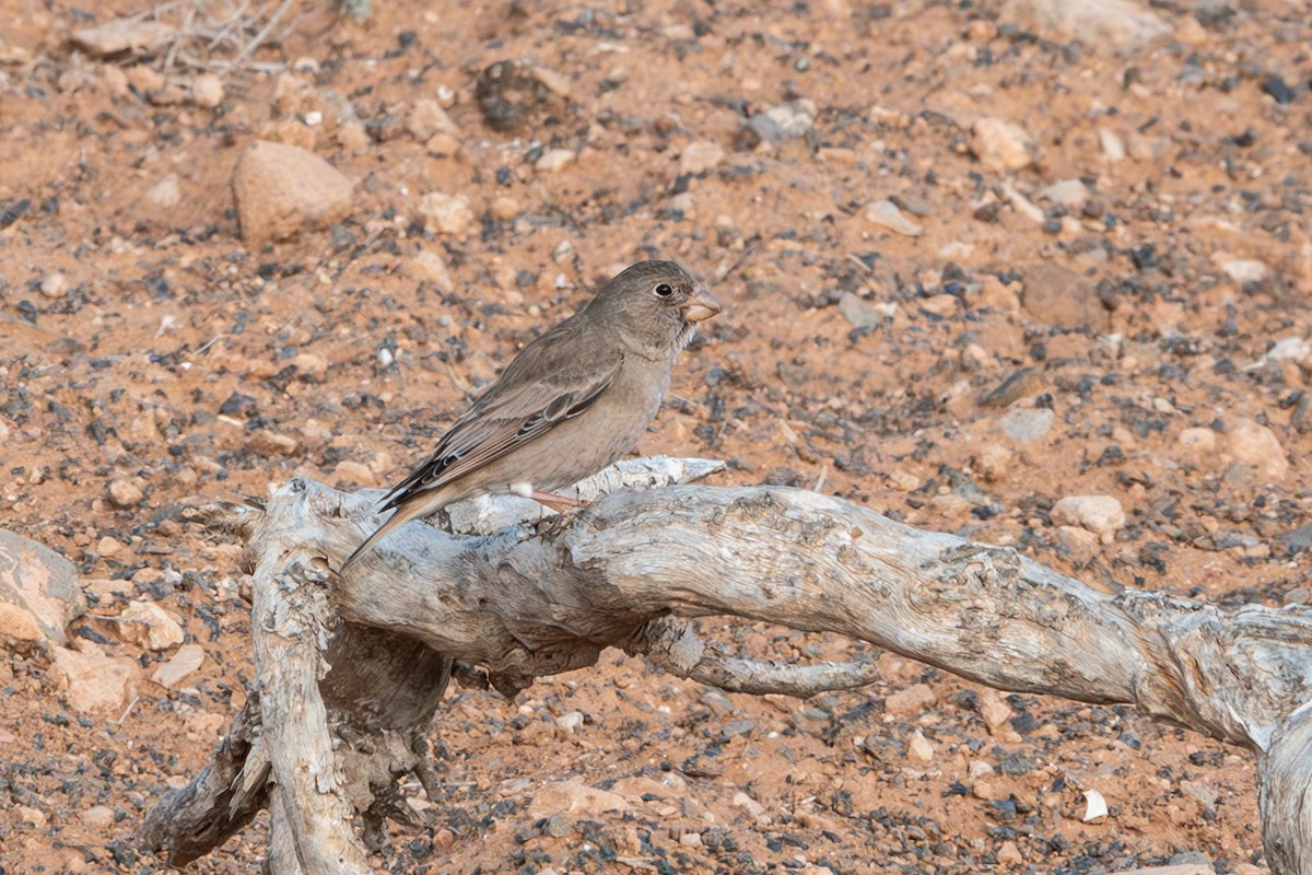 Trumpeter Finch - ML630952759