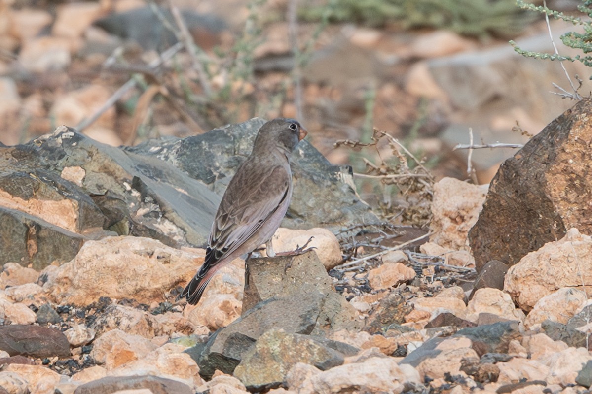 Trumpeter Finch - ML630952772