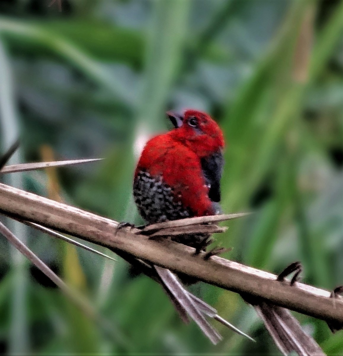Red-headed Bluebill - ML630952812