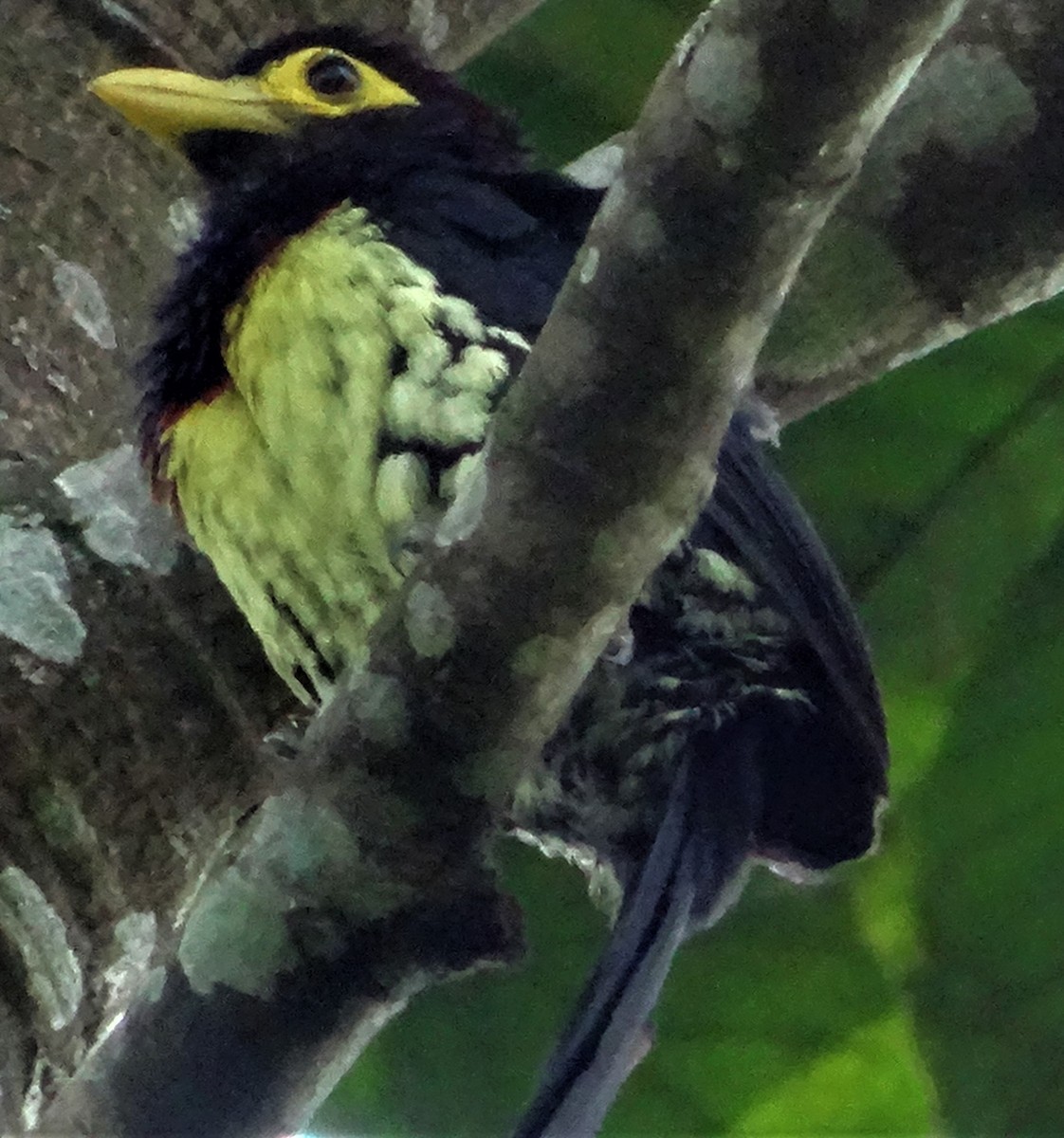Eastern Yellow-billed Barbet - ML630952865