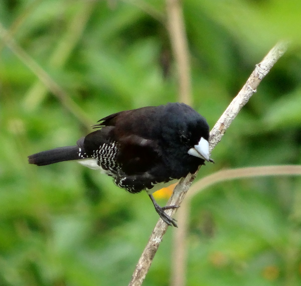 Bronze Mannikin - ML630952914