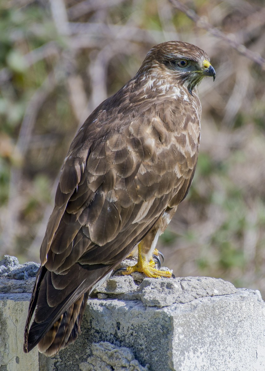 Common Buzzard - ML630953255