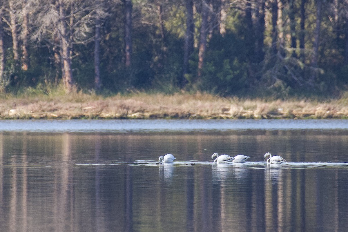 Greater Flamingo - ML630953259