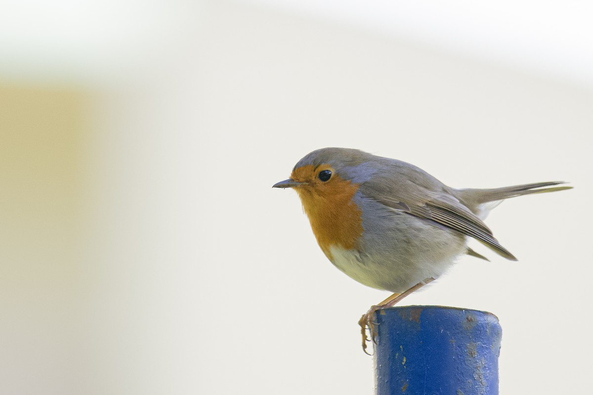 Rougegorge familier - ML630953279