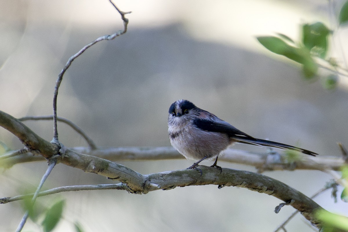 Long-tailed Tit - ML630953296