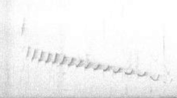 Canyon Wren - ML630953608