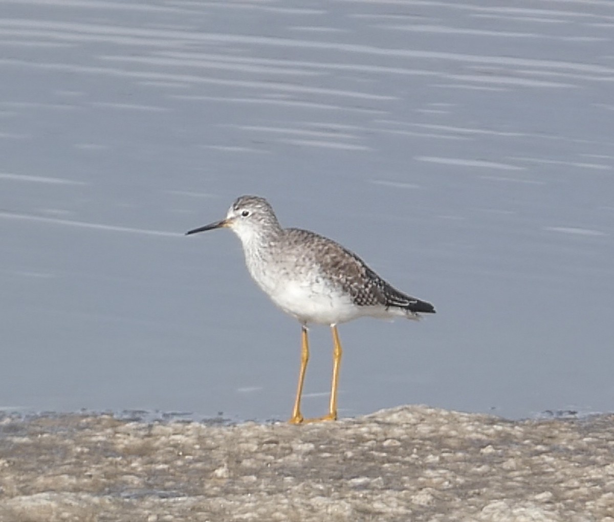 Lesser Yellowlegs - ML630953705