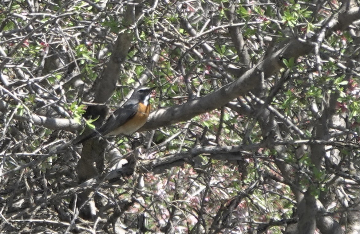 White-throated Robin - ML630953708