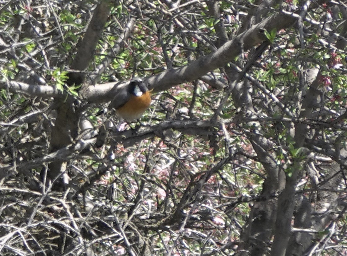 White-throated Robin - ML630953709