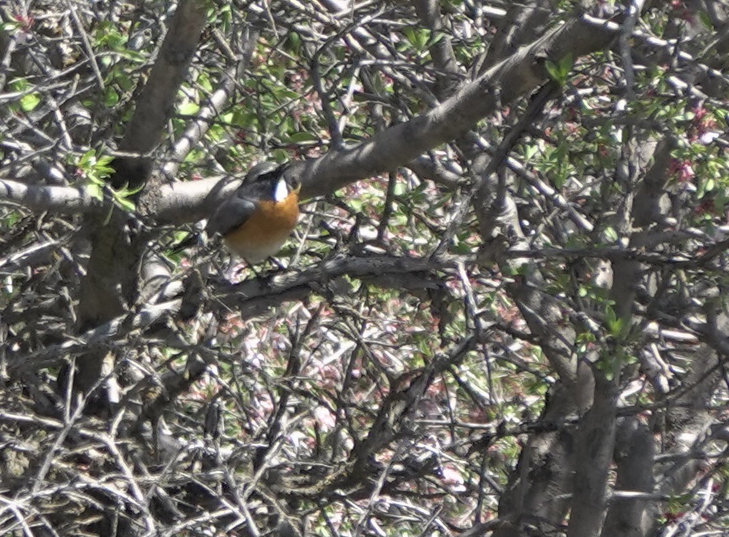 White-throated Robin - ML630953710