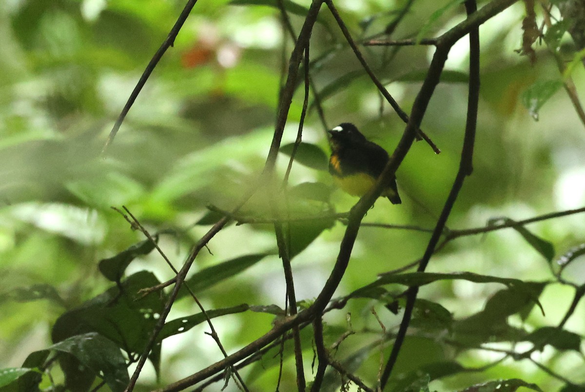 White-fronted Manakin - ML630954045