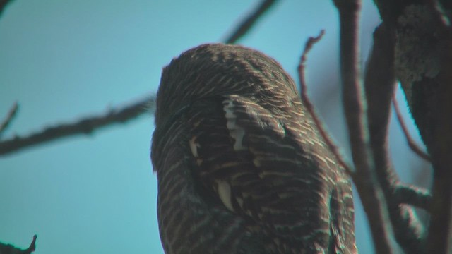 Asian Barred Owlet - ML630954058
