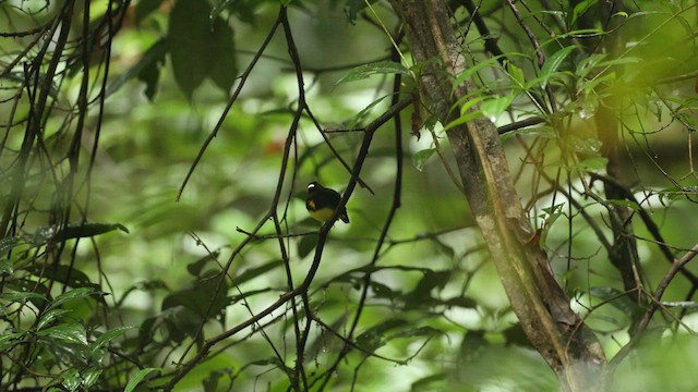 White-fronted Manakin - ML630954063