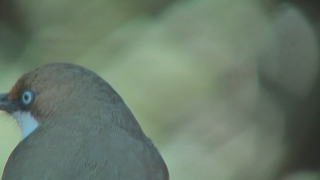 White-throated Laughingthrush - ML630954071