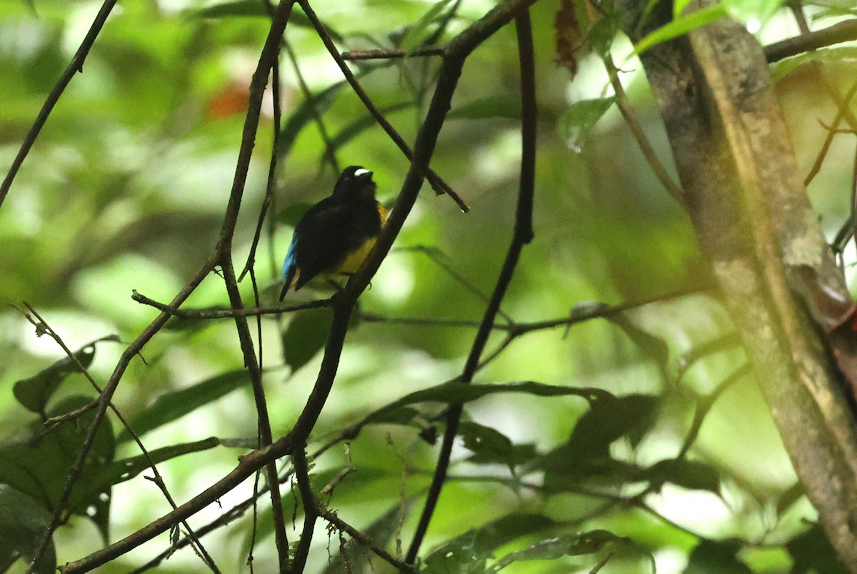 White-fronted Manakin - ML630954073