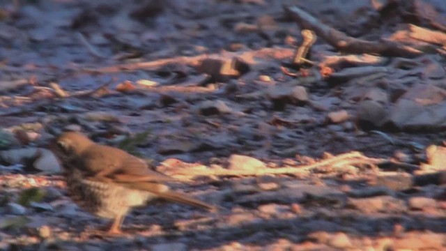 Long-tailed Thrush - ML630954088