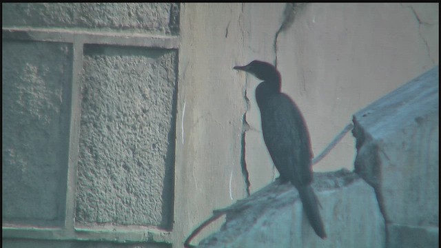 Little Cormorant - ML630954231