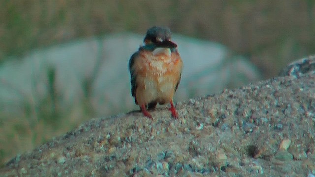 Common Kingfisher - ML630954240