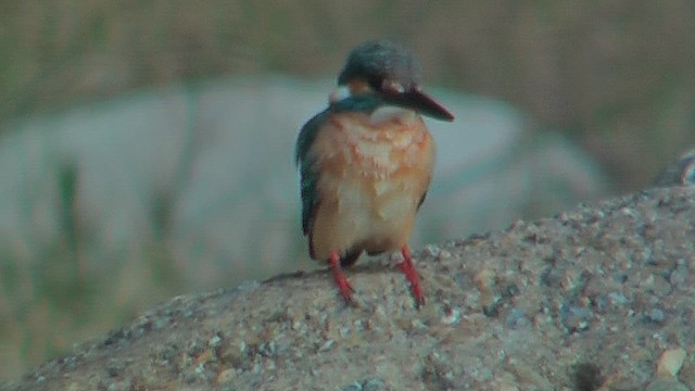 Common Kingfisher - ML630954242
