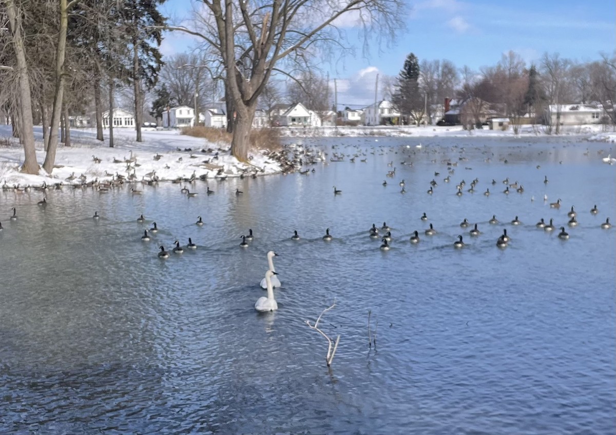 Cygne trompette - ML630954243