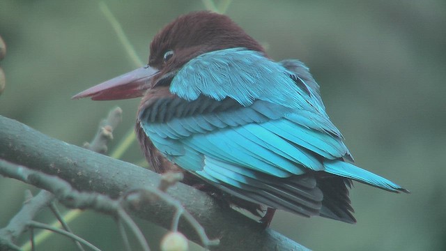 White-throated Kingfisher - ML630954250