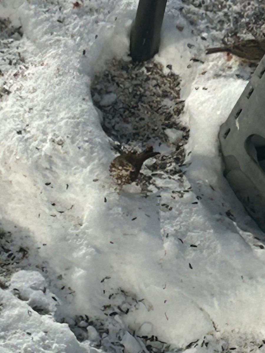 strnadec kaštanový - ML630954276