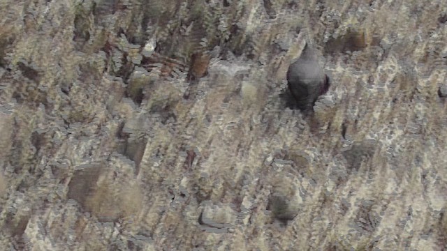 Tichodrome échelette - ML630954370