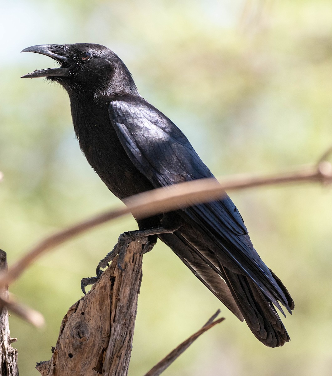 Hispaniolan Palm-Crow - ML630954417
