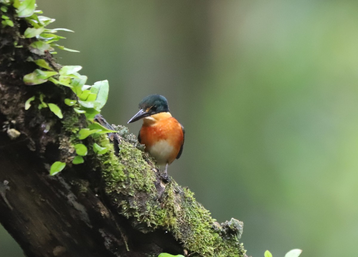 American Pygmy Kingfisher - ML630954452
