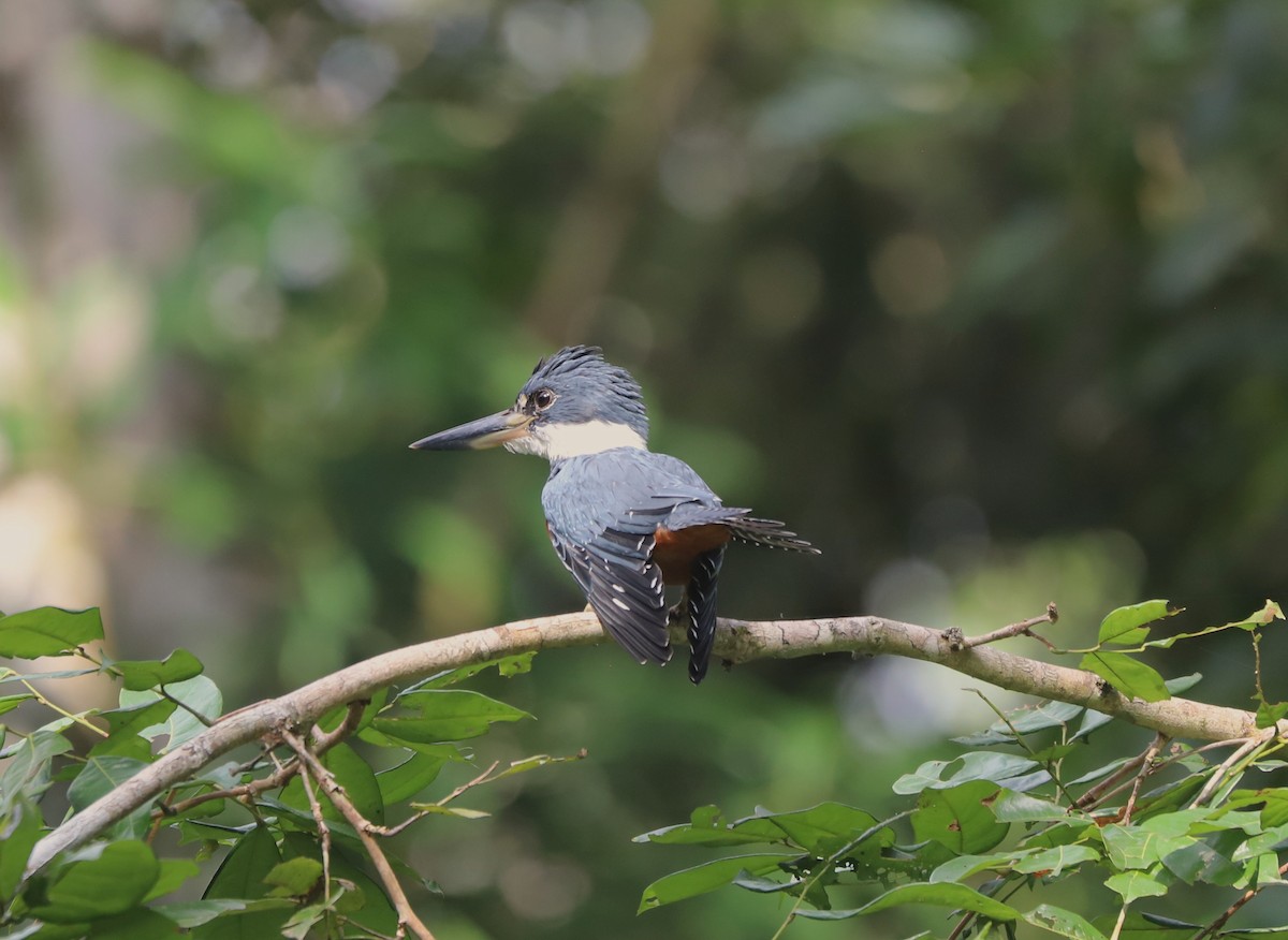 Ringed Kingfisher - ML630954534
