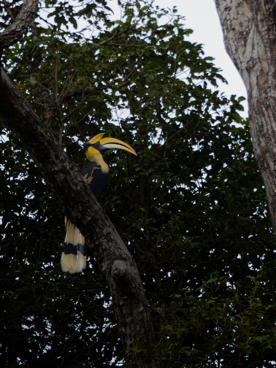 Great Hornbill - ML630954608