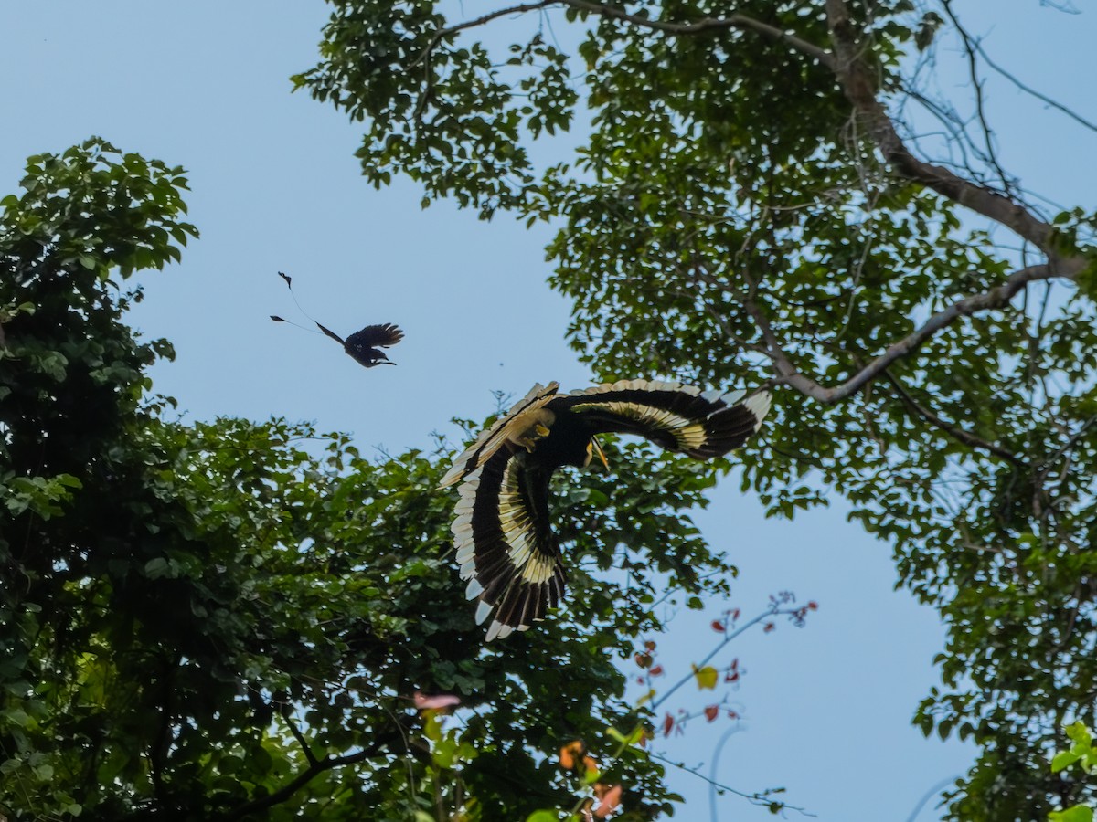 Great Hornbill - ML630954609