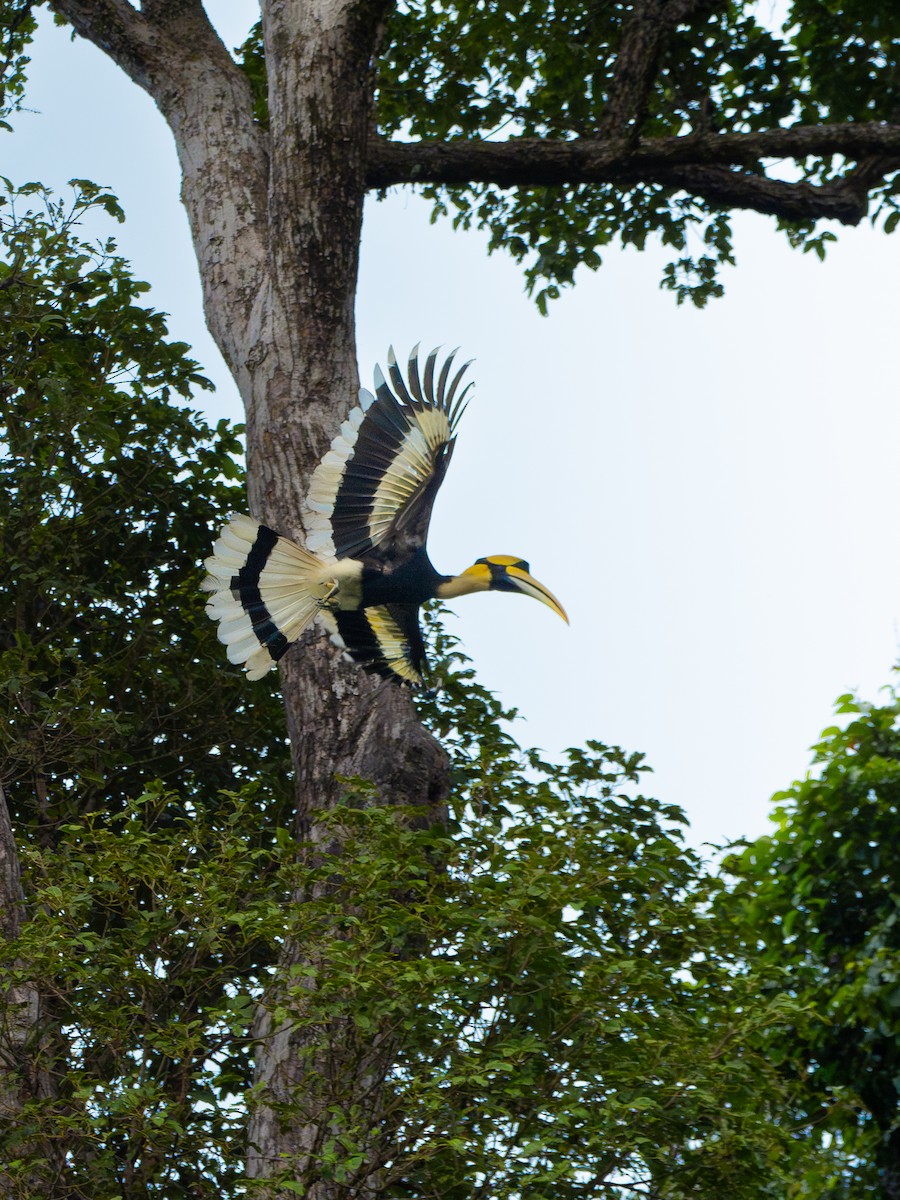Great Hornbill - ML630954610