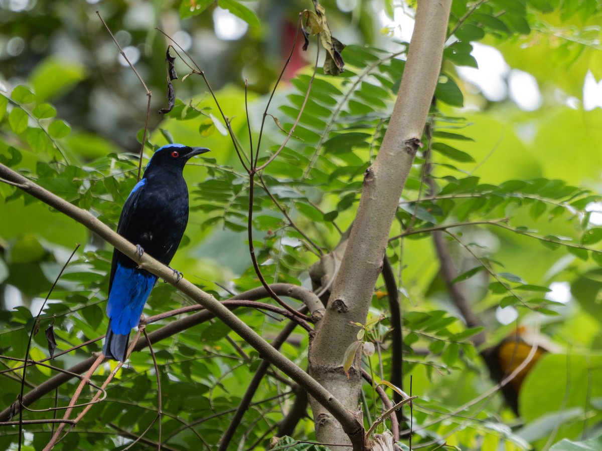 Asian Fairy-bluebird - ML630954687