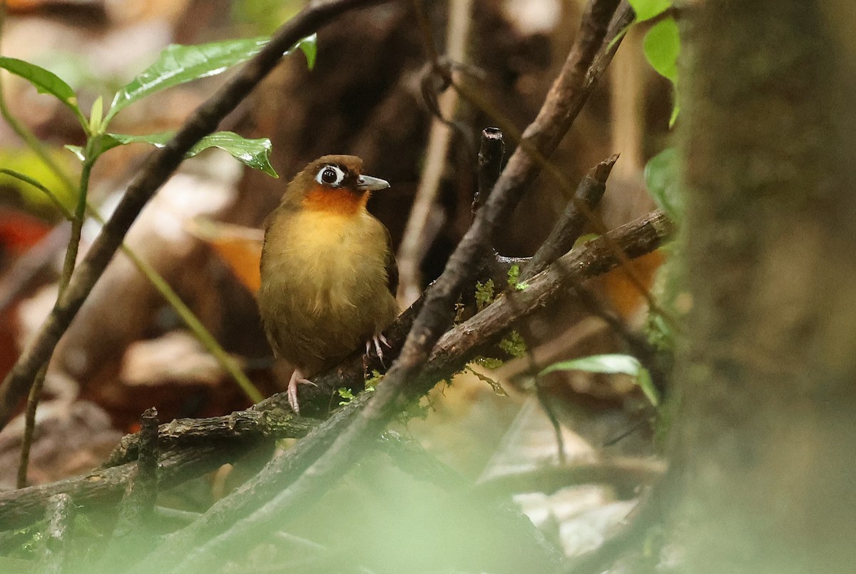 Rufous-throated Antbird - ML630954763