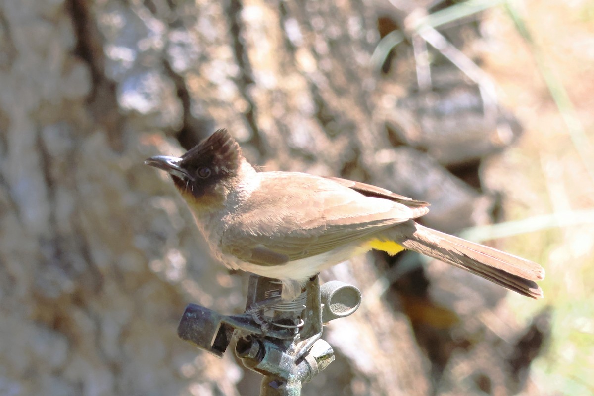 Bulbul des jardins (groupe tricolor) - ML630954784