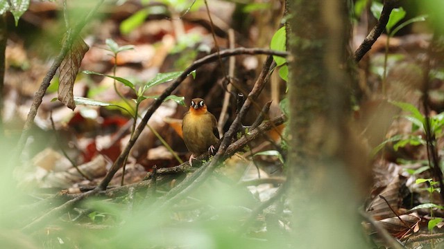 Rufous-throated Antbird - ML630954788