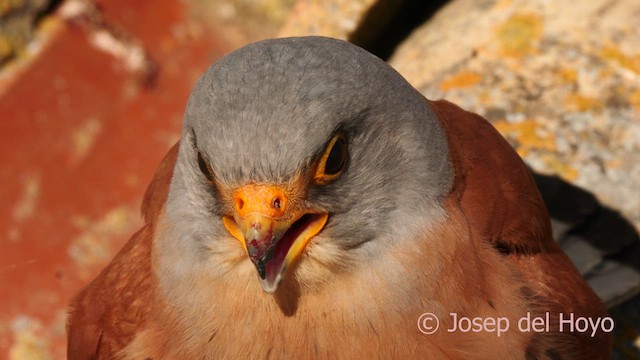 Lesser Kestrel - ML630954856