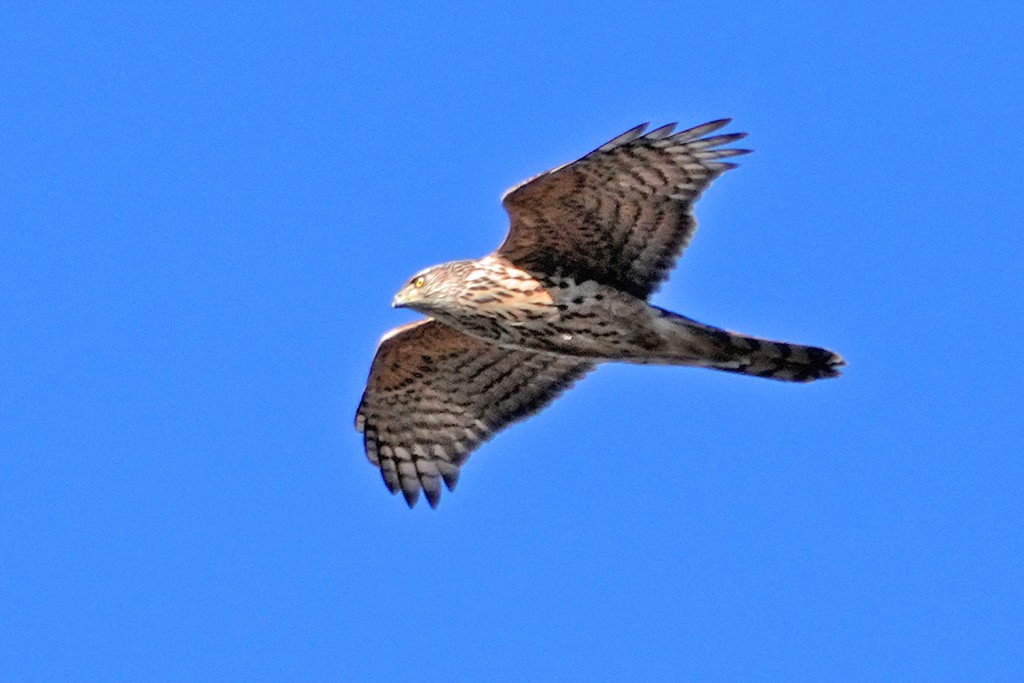 Eurasian Goshawk - ML630954921