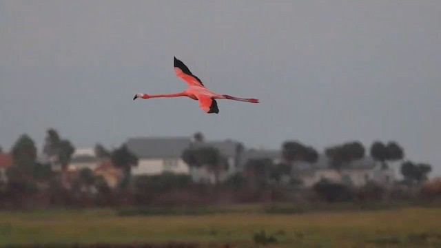 American Flamingo - ML630955026