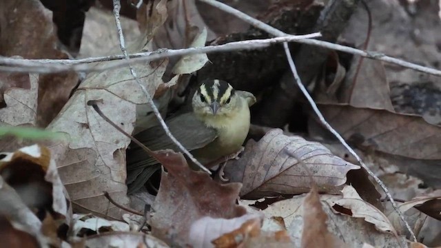 Worm-eating Warbler - ML630955134