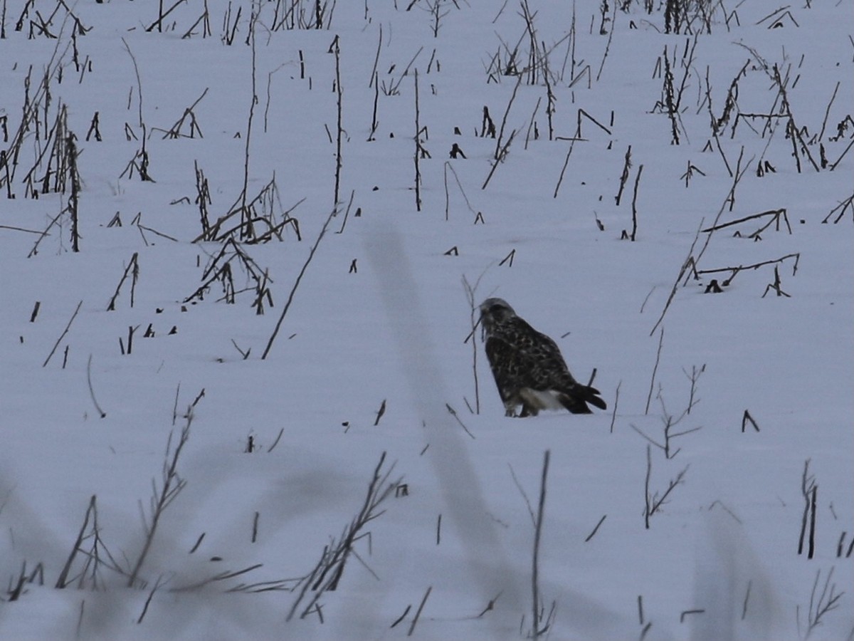 Rough-legged Hawk - ML630955145