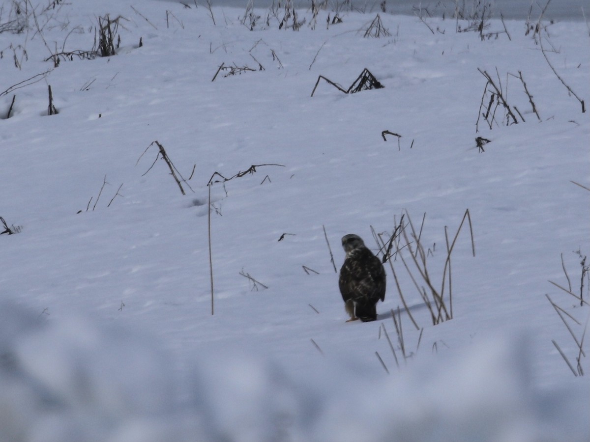 Rough-legged Hawk - ML630955146
