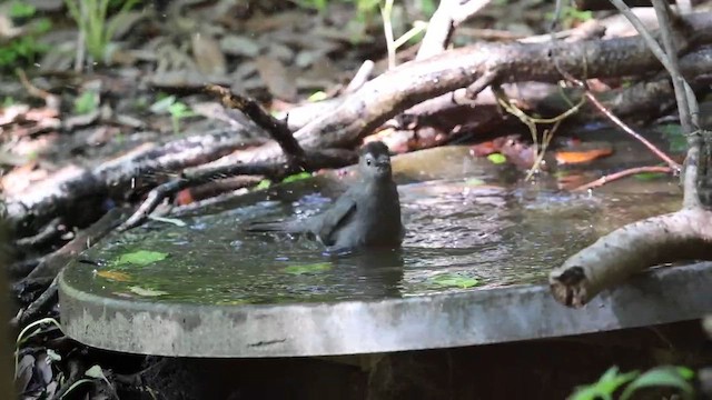 Gray Catbird - ML630955168