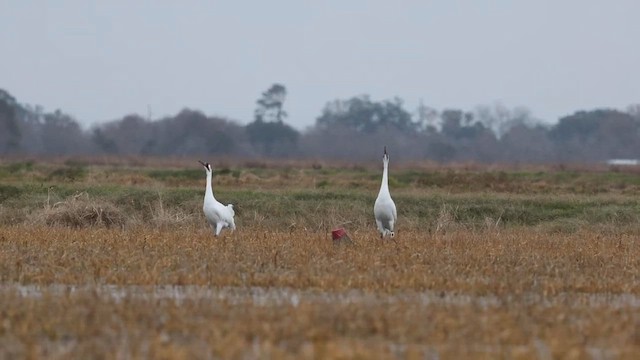 Whooping Crane - ML630955192
